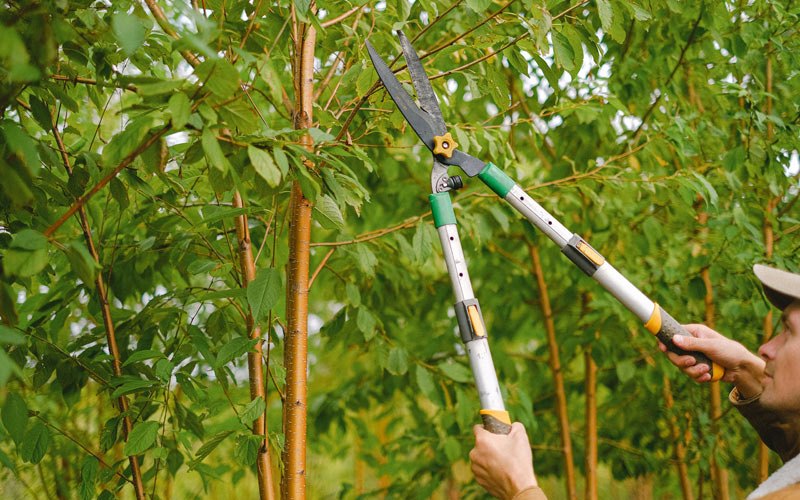 Tree trimming in Logan, IA